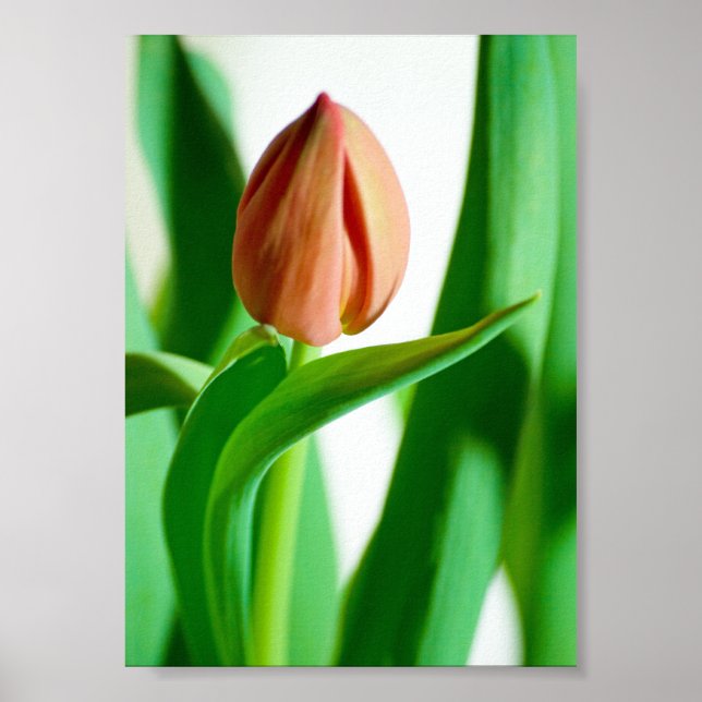 lala Tulip Print (Front)