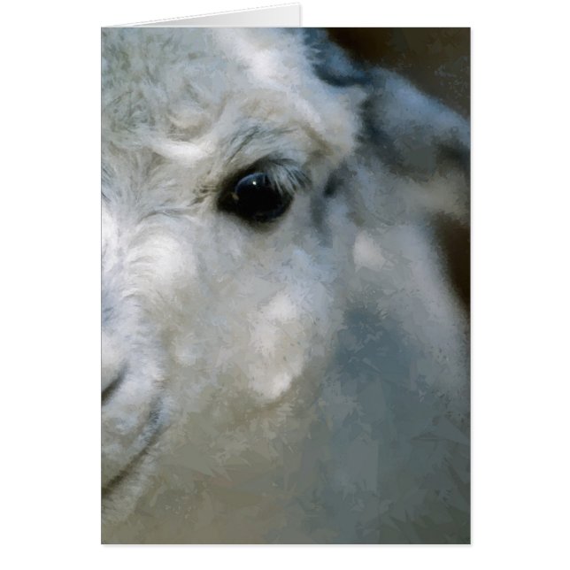 Lama (Front)