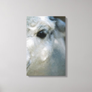 Lama Canvas Print