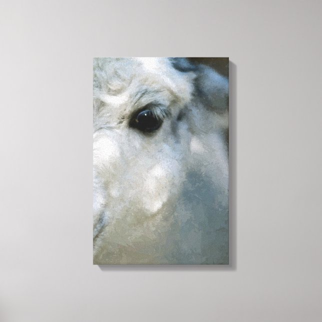 Lama Canvas Print (Front)