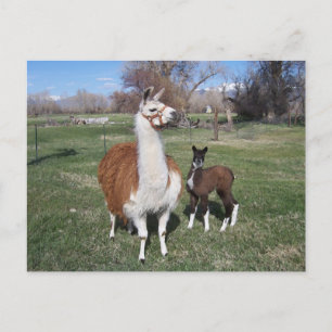 Lama Mama and Llama Baby Postcard