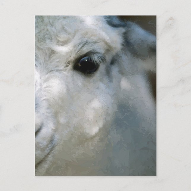 Lama Postcard (Front)