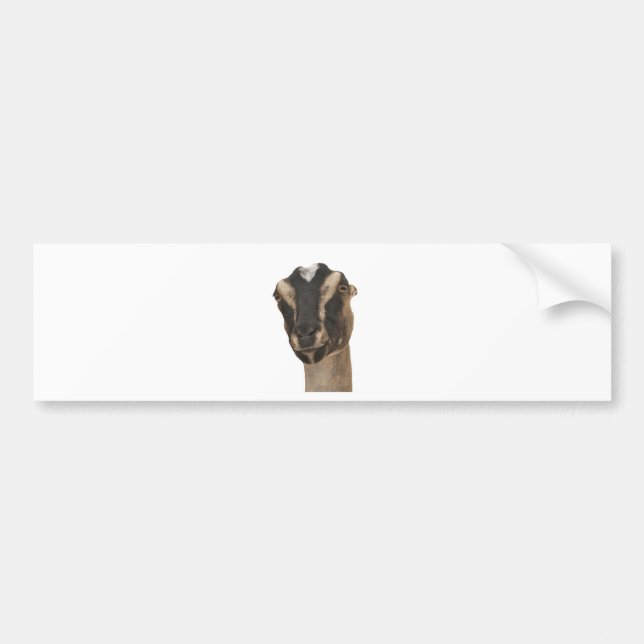 Lamancha Bumper Sticker (Front)