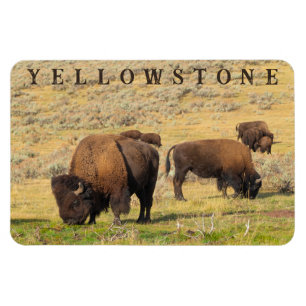 Lamar Valley Bison Yellowstone National Park Magnet