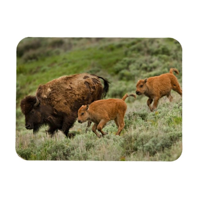 Lamar Valley Mini Stampede Magnet (Horizontal)