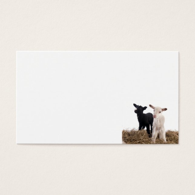 lamb (Front)