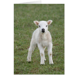 Lamb