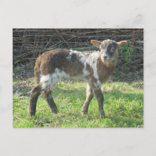 Lamb 2012: SusannaDuffy Postcard