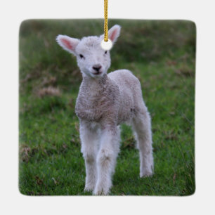 Lamb Baby Sheep Farm Animal Ceramic Ornament