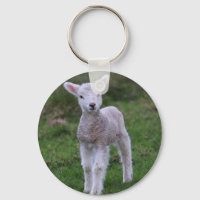 Lamb Baby Sheep Farm Animal