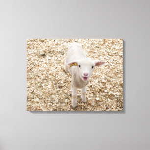 Lamb Canvas Print