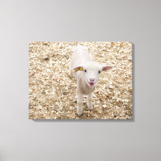 Lamb Canvas Print