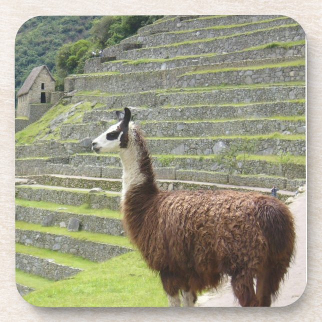 lamb coaster (Front)