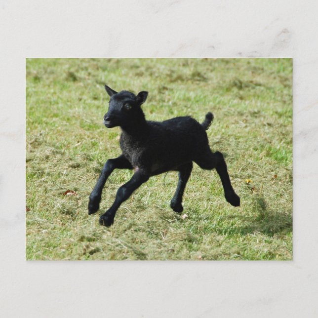 Lamb from Gotland sheep postcard (Front)