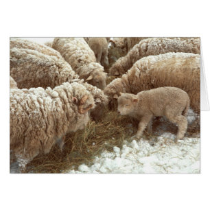 Lamb Greeting Card