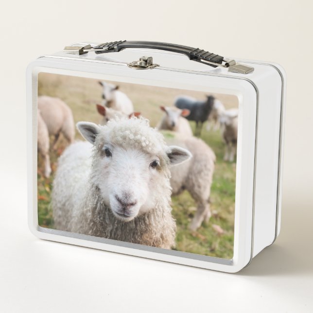 Lamb Metal Lunch Box (Front)