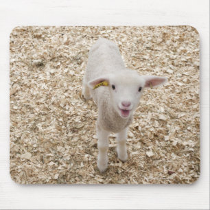 Lamb Mouse Pad