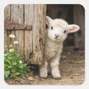 Lamb Peeking around a Barn Door Square Sticker