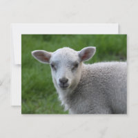 Lamb