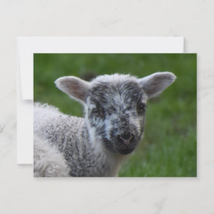 Lamb  postcard