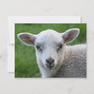 Lamb  postcard