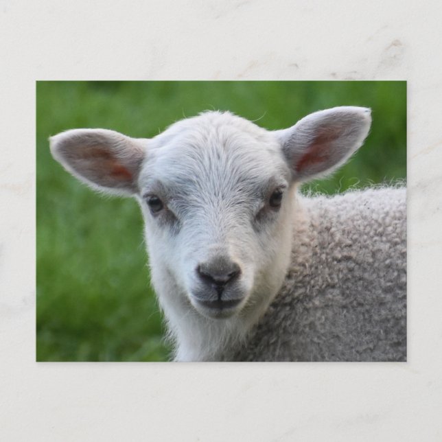 Lamb  postcard (Front)