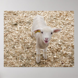 Lamb Poster