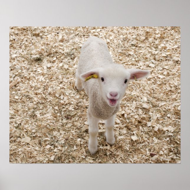 Lamb Poster (Front)