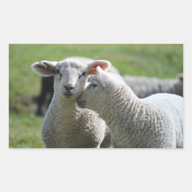 lamb rectangular sticker (Front)
