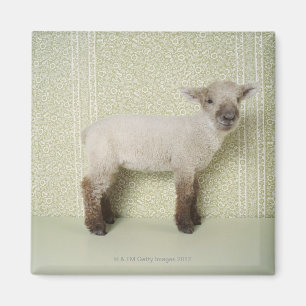 Lamb Standing Indoors, and Floral Wallpaper Magnet