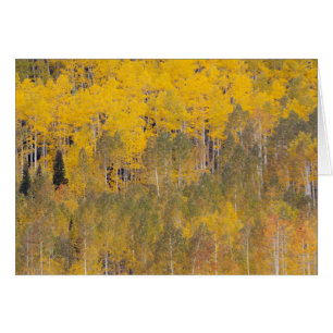 Lambert Hollow, aspen trees