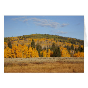 Lambert Hollow, aspen trees