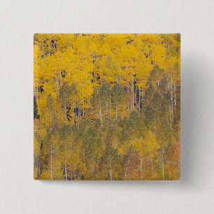 Lambert Hollow, aspen trees 2 15 Cm Square Badge