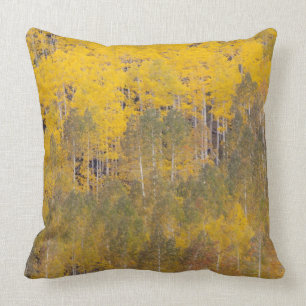 Lambert Hollow, aspen trees 2 Cushion
