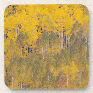 Lambert Hollow, aspen trees Coaster