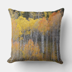 Lambert Hollow, aspen trees Cushion
