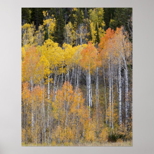 Lambert Hollow, aspen trees Poster (Front)