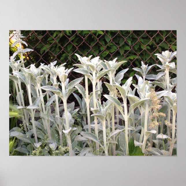 Lambs Ear Plant Poster (Front)