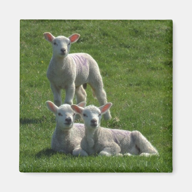 Lambs Magnet (Front)