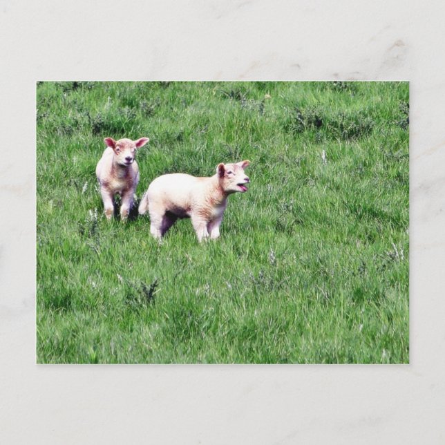 Lambs Sheep Postcard (Front)