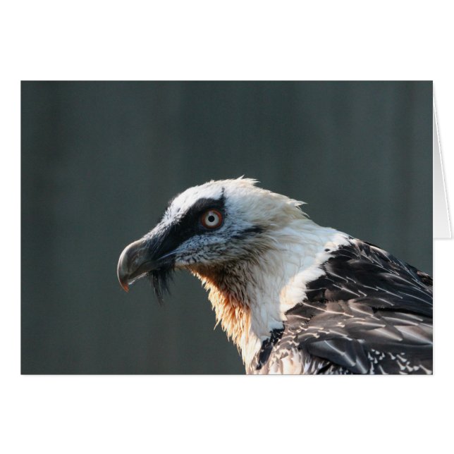 Lammergeier (Front Horizontal)