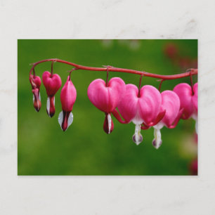 Lamprocapnos spectabilis postcard