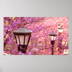 Lamps of UVA Poster