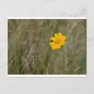 Lanceleaf Coreopsis Postcard