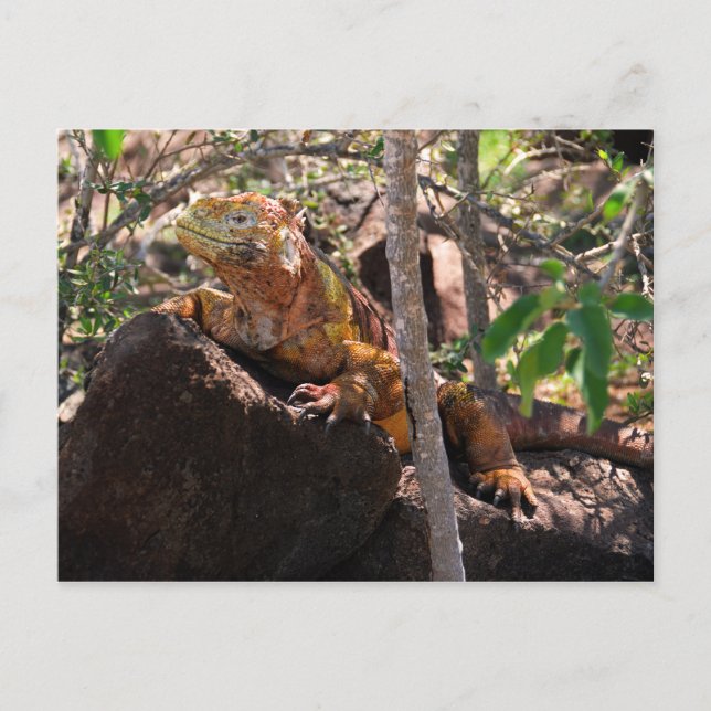 Land Iguana, North Seymour Island, Galapagos Postcard (Front)