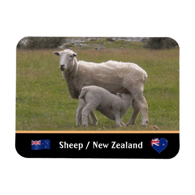 Land of Lamb & Sheep / New Zealand Magnet (Horizontal)