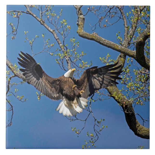 Landing Approach  Tile (Front)