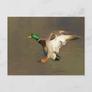 Landing Drake Postcard