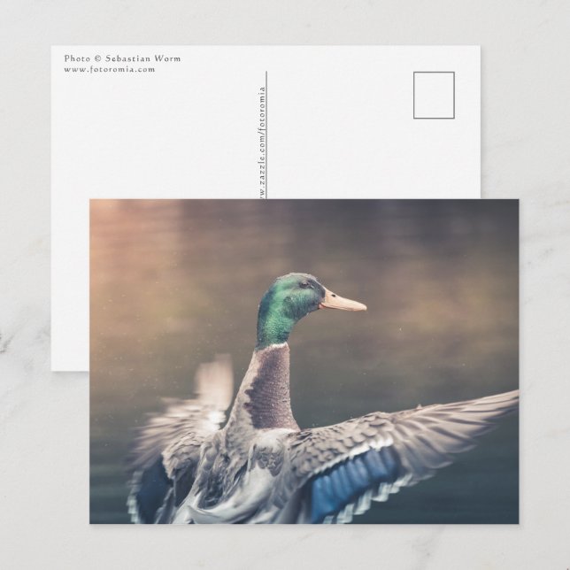 Landing Duck Nature Photo Postcard (Front/Back)