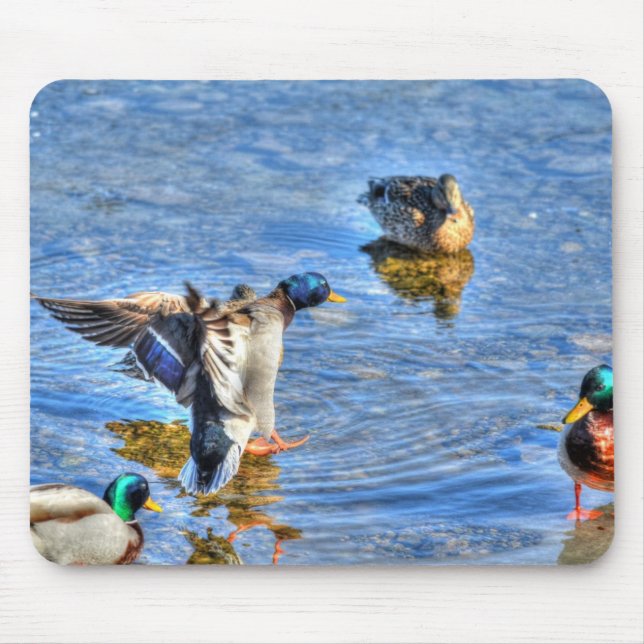 Landing Mallard Drake Birdlover Wildlife Photo Mouse Pad (Front)